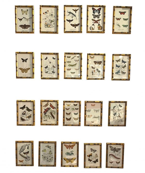 Set Of 20 Hand Coloured Butterfly Prints